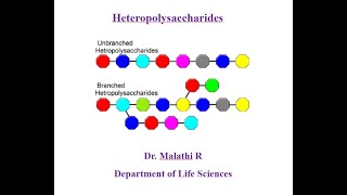 Carbohydrates  Heteropolysaccharides [upl. by Alad]