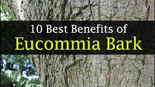 Eucommia Bark Benefits for Weight Loss Diabetes and Others [upl. by Legnaros791]