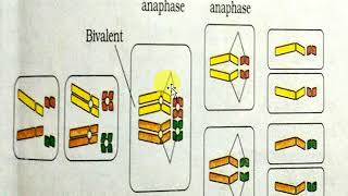 Chromosomal theory of inheritanceby Sutton and Boveri [upl. by Lindahl]