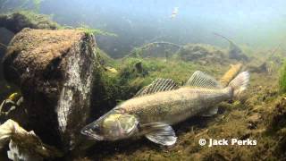 Zander Underwater Footage River Trent Stoke [upl. by Erfert]