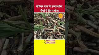 Best napier grass stick  super napier ghas ka beej  reel agriculture animalfeed [upl. by Moshe]