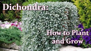 How to grow Dichondra from Seeds and how to propagate Dichondra  My Simplest Methods [upl. by Demeter940]