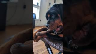 Rottweiler puppy enjoying her chew toy rottweilerlove rottweilerlife rottweilerworld [upl. by Annazor]