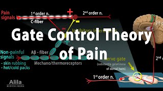 Gate Control Theory of Pain Animation [upl. by Elodie]