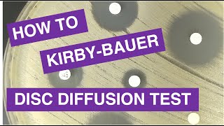 Disc Diffusion KirbyBauer Antimicrobial Susceptibility Testing [upl. by Ynwat733]