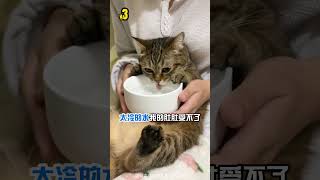 冬天！猫咪最想告诉你的7件事 新手养猫 冬天养猫 科学养猫 养猫经验 养猫日常 pets 喵星人 萌寵 喵科普 [upl. by Gorrian]