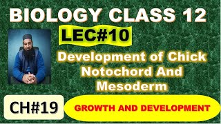 Development of Chick I Notochord And Mesoderm I Chapter 19 I Growth and Development I Lec 10 [upl. by Annecorinne]