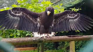 Common raven bullying a Stellers sea eagle [upl. by Wood]