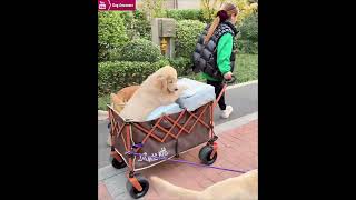 The golden retriever goes out with his puppy and owner🥳 [upl. by Eeleimaj]