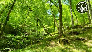 Beautiful spring mountain forest Birdsong in the Caucasus forest [upl. by Cheston]