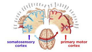 The Sensorimotor System and Human Reflexes [upl. by Barayon407]