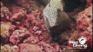 Honeycomb Moray Eating Yellow Spotted Moray [upl. by Ardnnaed382]