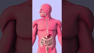 Capsule Endoscopy I newbornindia2512 shorts science facts [upl. by Ohs]