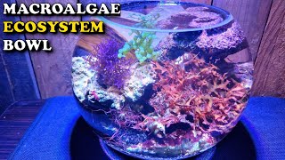 Macroalgae Ecosystem Bowl Planted Saltwater Pico No Filter No Ferts No Water Change No Leopards [upl. by Ettedranreb]