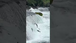 Amazing Katmai National Park [upl. by Goodwin988]