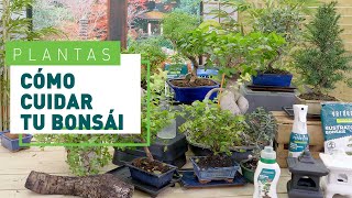 Bonsái para principiantes Cuidados básicos  Plantas en VERDECORA [upl. by Wagshul362]