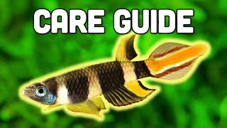 Clown Killifish Care Guide  Stunning 7Colored Killifish for Nano Tanks [upl. by Rosario]