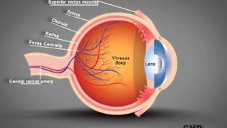 Human Eye Structure Eye Anatomy Explained [upl. by Donegan363]