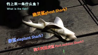 PART2 Fishing Mordialloc Pier pink snapper摩迪亚洛克栈道码头钓鲷鱼 [upl. by Lethia]