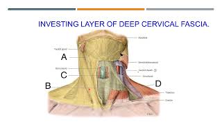 Anatomy of the neck [upl. by Enelaj279]