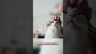 Esterilización de Gatas Beneficios y Salud Asegurada [upl. by Hairahs]