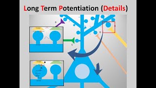 longterm potentiationLTP details [upl. by Martha]