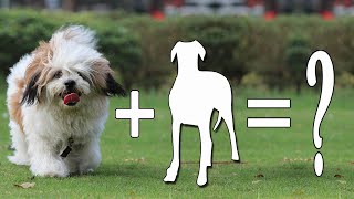 Top 10 New Lhasa Apso Mixes Dog Breeds  Lhasa Apso Mix [upl. by Ralina122]