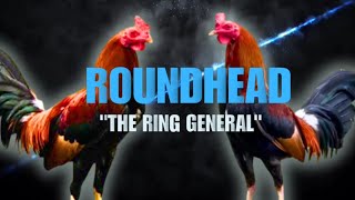 ROUNDHEAD GAMEFOWL BLOODLINE Fighting Style and History [upl. by Imoin290]