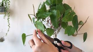 How to propagate philodendrons [upl. by Lolande]