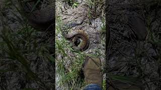 Snake handler is showing that a venomous Cottonmouth isnt really that aggressive [upl. by Christal960]