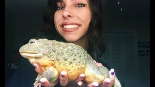 MY PET GIANT BULLFROG [upl. by Ahron]