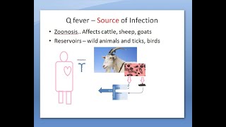 Microbiology 412 a Q fever Coxiella burnetii bacteria coccobacilli inhalation [upl. by Calle]