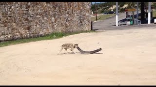 Friends dog Husky hunting for a rabbit and KILLED it  MicBergsma [upl. by Starla983]