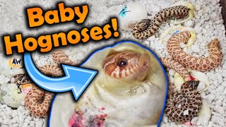 Baby Toffee Hognose Snakes Hatching [upl. by Siol]