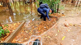 Blocked Culvert Pipe Removing Lots Of Leaves Debris In Drainpipe [upl. by Schramke]