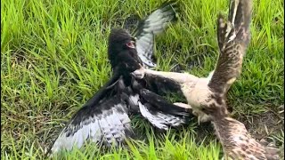 Changeable hawk eagle trying to competition food together bird 🦅🦅video wildlife eagle youtube [upl. by Ho]