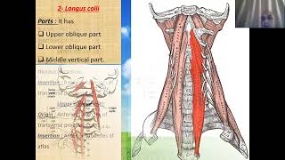 Prevertebral muscles [upl. by Anett]