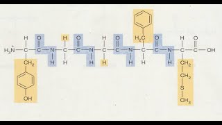 Bioelementos y biomoléculas [upl. by Ebonee518]