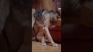 Why Do Dogs Go Crazy After Bath Waggle mywaggle pets petparents waggle dogbath doglover dog [upl. by Lucania]