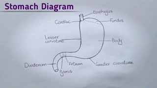 How to draw Stomach l Labelled Diagram l Stomach Labelled Diagram l ES art amp craft [upl. by Gilda]