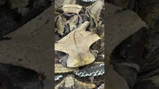 Gaboon Viper in the Wild [upl. by Zennas]