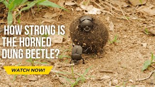 quotHow Strong is the Horned Dung Beetle You Won’t Believe Itquot [upl. by Cilegna]