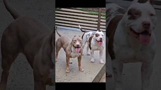 Pawsome Tricks Dogs Doing the Unexpected americanbully dogtrainingfundamentals [upl. by Cowen]