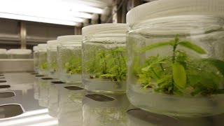 Plant Micropropagation 101 「Orchid Tissue Culture」 [upl. by Nosle]