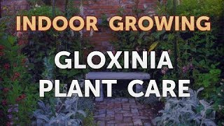 Gloxinia Plant Care [upl. by Ode]