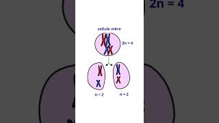 La Meïose Division Cellulaire Différente De La Mitose [upl. by Krever]
