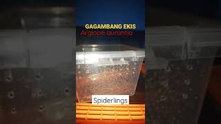 Gagambang Ekis Argiope sp Spiderlings [upl. by Icnan400]