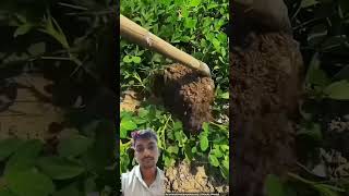 experiment amazingfacts motivation amazing peanuts story indianfarmars agriculture fruit [upl. by Selokcin866]