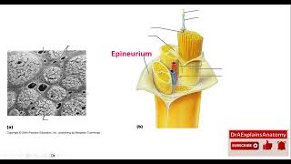 Epineurium Perineurium and Endoneurium  Nerve Coverings  Part 2 of 10 [upl. by Ecital]