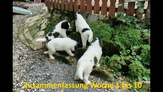 Landseer vom Palmenstein Zusammenschnitt der Entwicklung der Landseer Welpen von Woche 1 bis 10 [upl. by Veronika]